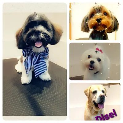 Sweet Dog Studio Pielęgnacji Zwierząt